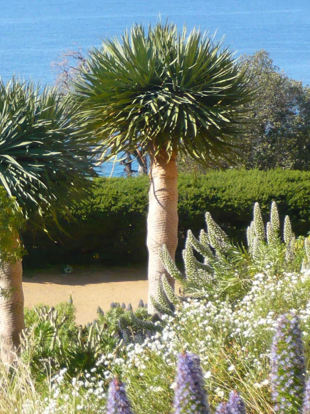 La verdure du jardin des Canaries face à la mer au domaine du Rayol
