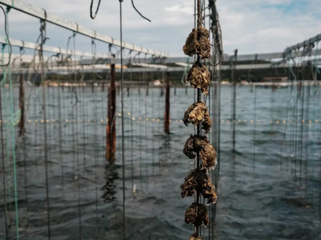 Bay of Lazaret shellfish farming site