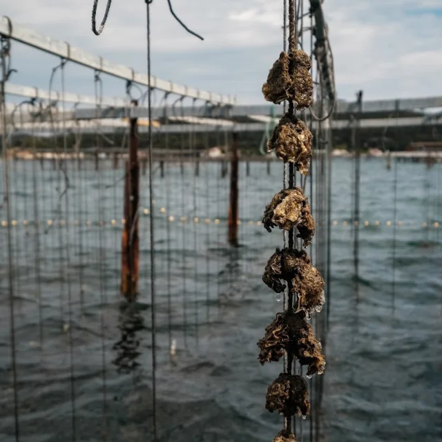 Huîtres sur pieux dans la baie du Lazaret