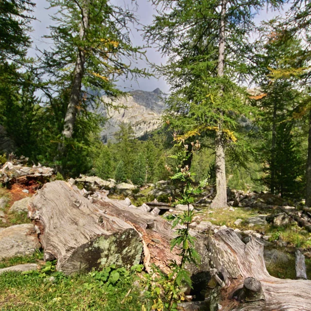 Le décor sauvage et verdoyant de la forêt près du Boréon