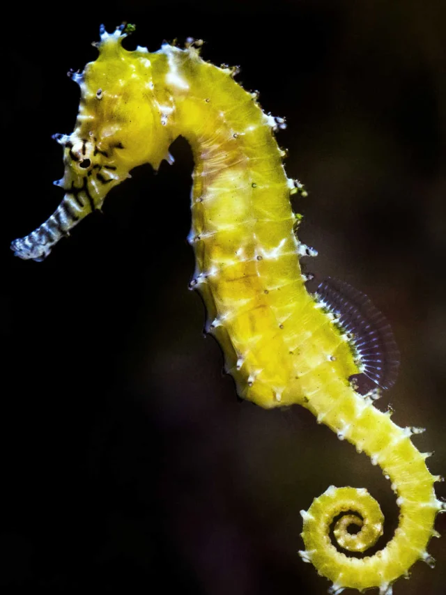 Hippocampe de couleur jaune
