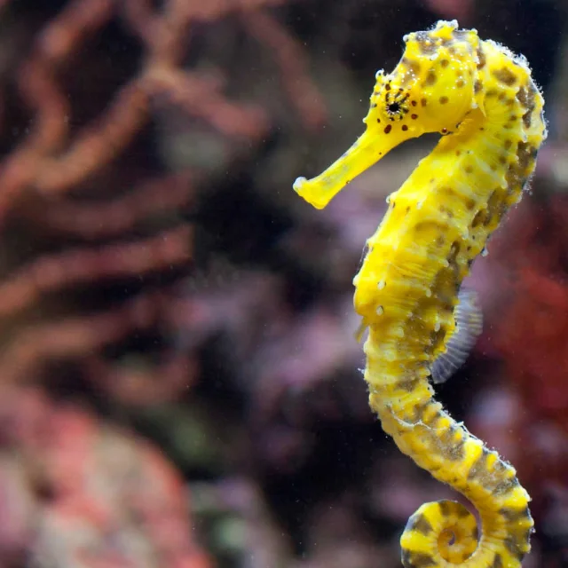 Hippocampe et corail en arrière-plan