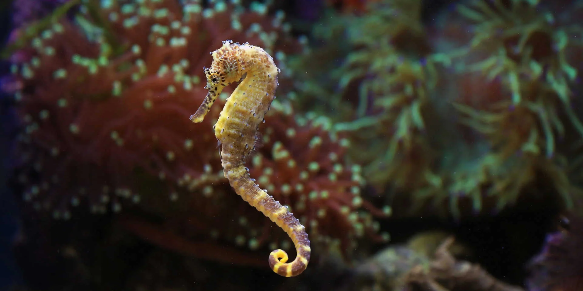 Hippocampe et herbier de Posidonie en arrière-plan