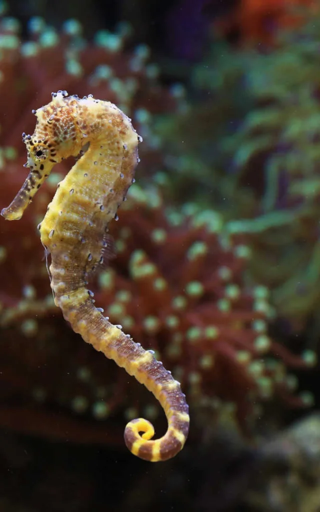 Hippocampe et herbier de Posidonie en arrière-plan
