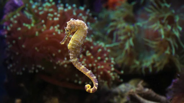Hippocampe et herbier de Posidonie en arrière-plan