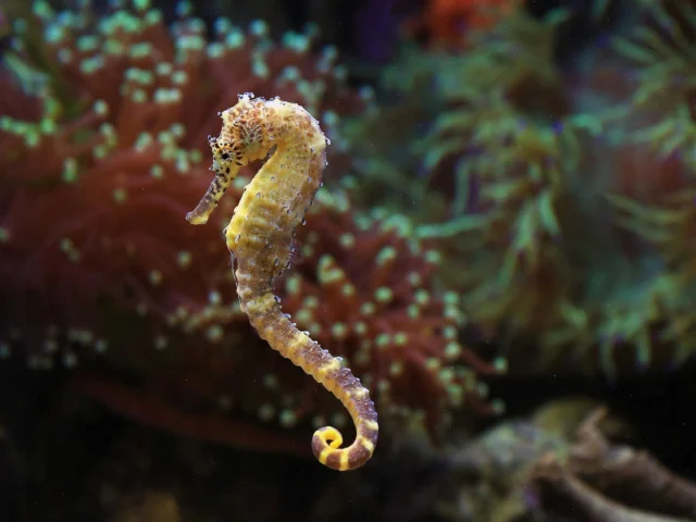Hippocampe et herbier de Posidonie en arrière-plan