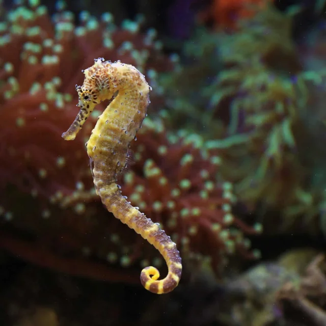 Hippocampe et herbier de Posidonie en arrière-plan