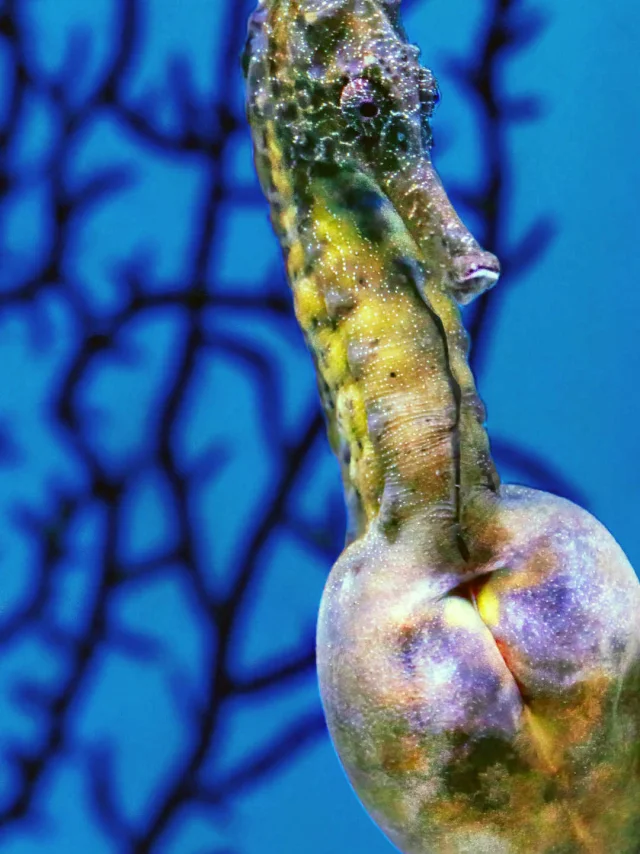 Hippocampe mâle en gestation