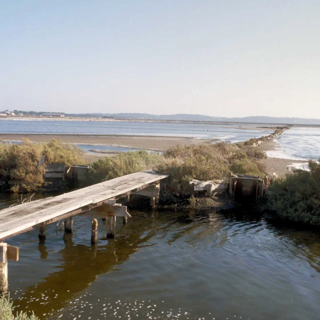 Ponton en bois au Salin des Pesquiers