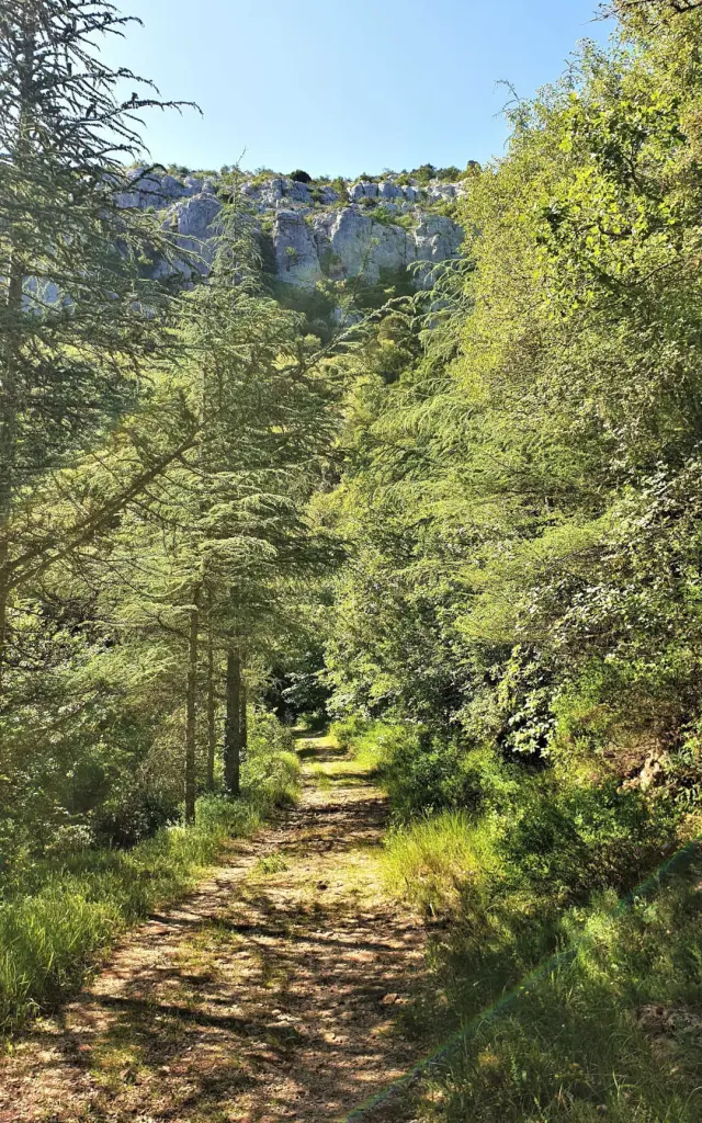 Forêt de la Sainte-Baume