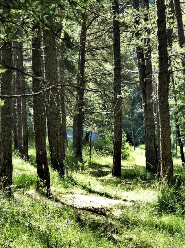 Forêt à La Colmiane