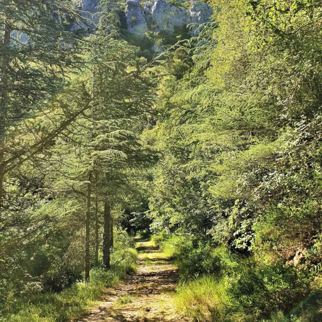 Forêt de la Sainte-Baume