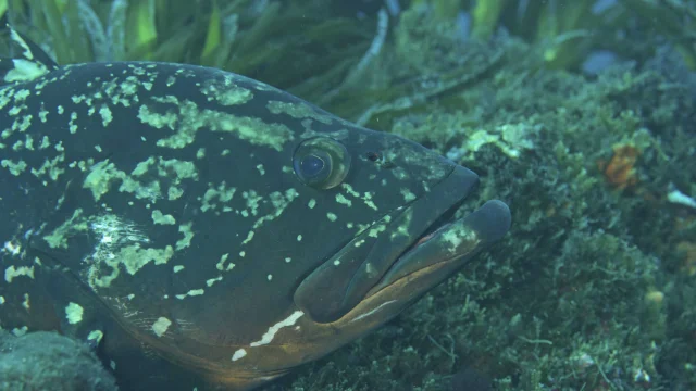 Mérou brun en gros plan