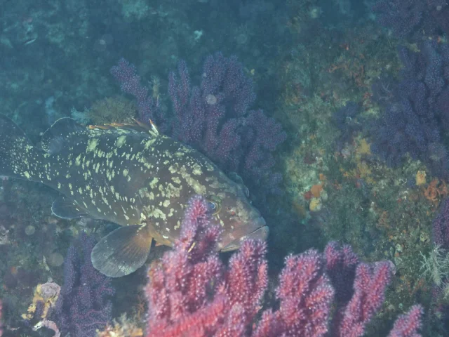 Mérou brun et corail dans le Parc national de Port-Cros
