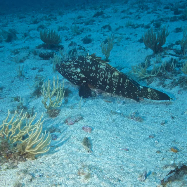 Mérou brun dans les fonds sableux