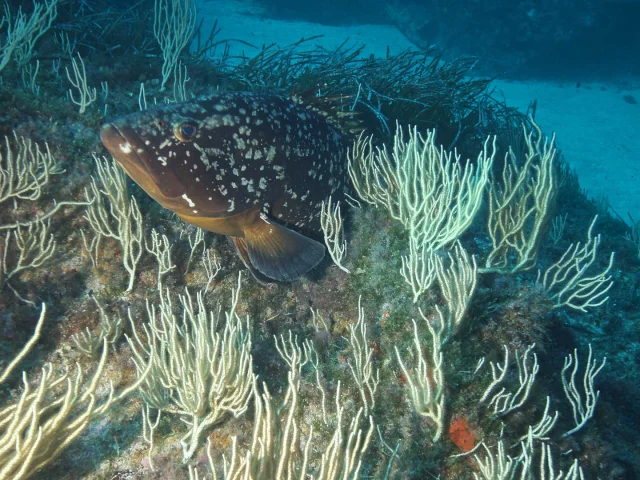 Mérou brun dans les Gorgones blanches