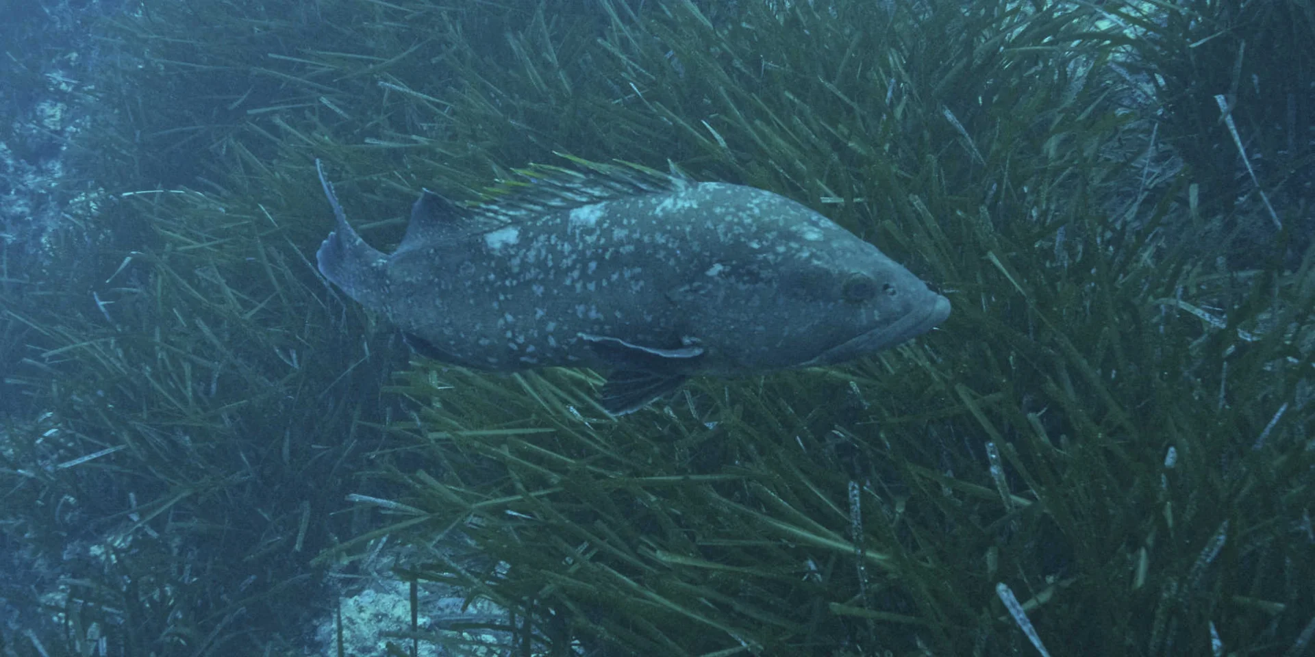 Un mérou brun dans un herbier de Posidonie dans le Parc national de Port-Cros