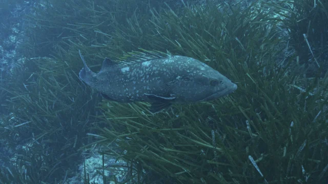 Un mérou brun dans un herbier de Posidonie dans le Parc national de Port-Cros