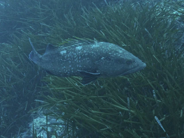 Un mérou brun dans un herbier de Posidonie dans le Parc national de Port-Cros