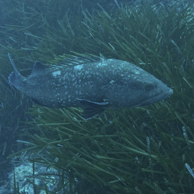 Un mérou brun dans un herbier de Posidonie dans le Parc national de Port-Cros