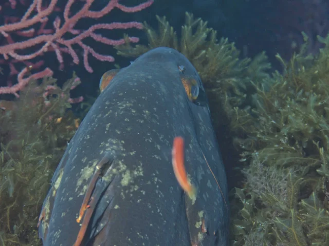 Mérou brun photographié d'en haut