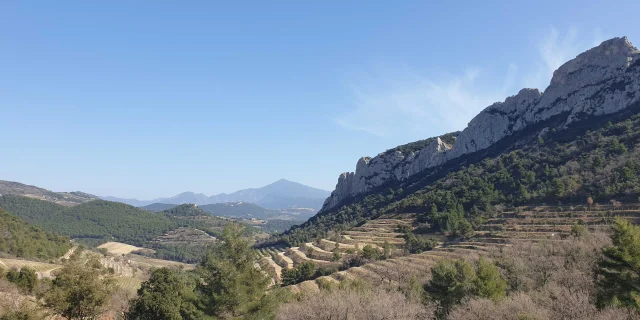 Vue sur les vignes et les Dentelles De Montmirail