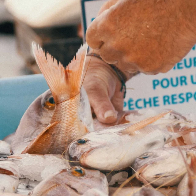 Une main attache un poisson sur un étal de pêche responsable