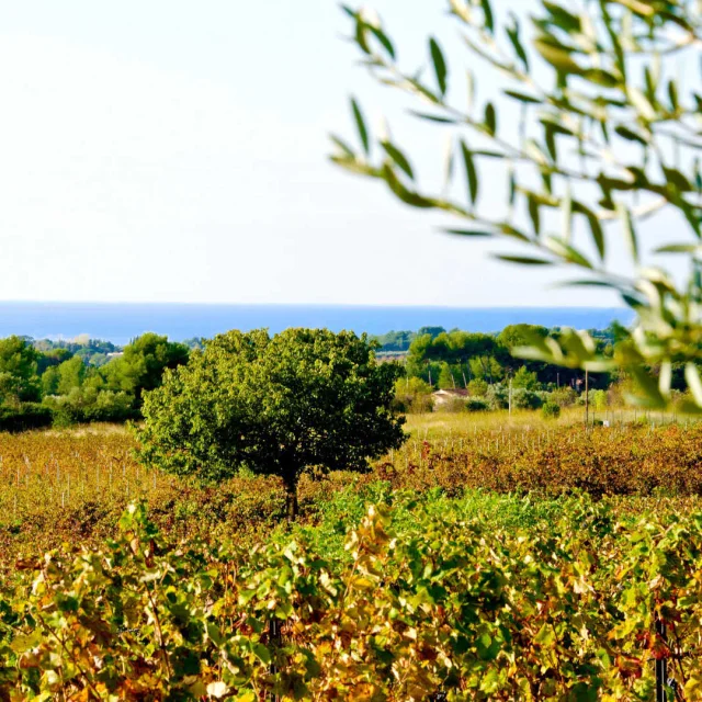 Weinberge von Bandol im Herbst, das Meer im Hintergrund