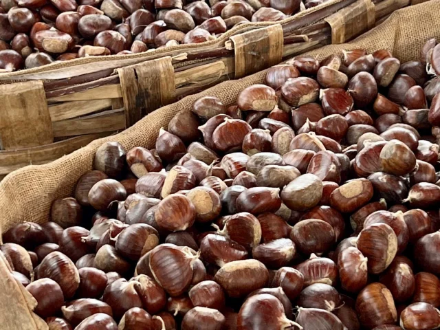 Châtaignes photographiées en gros plan