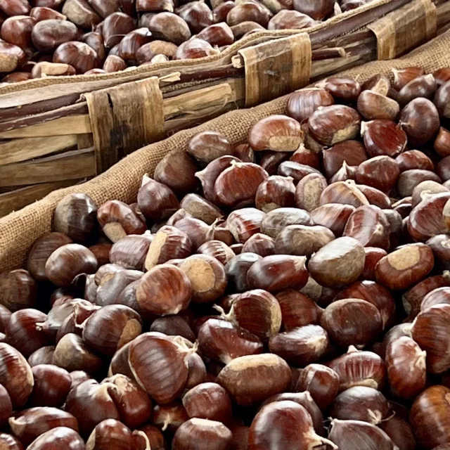 Châtaignes photographiées en gros plan