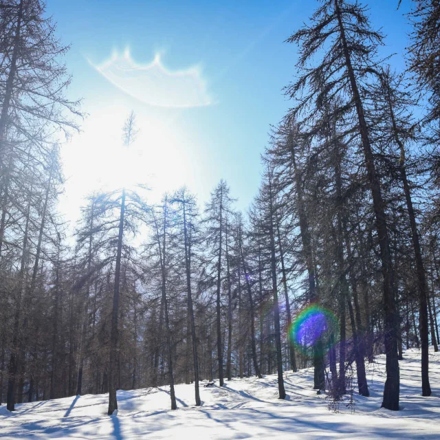 The trees of the Rainbow Forest