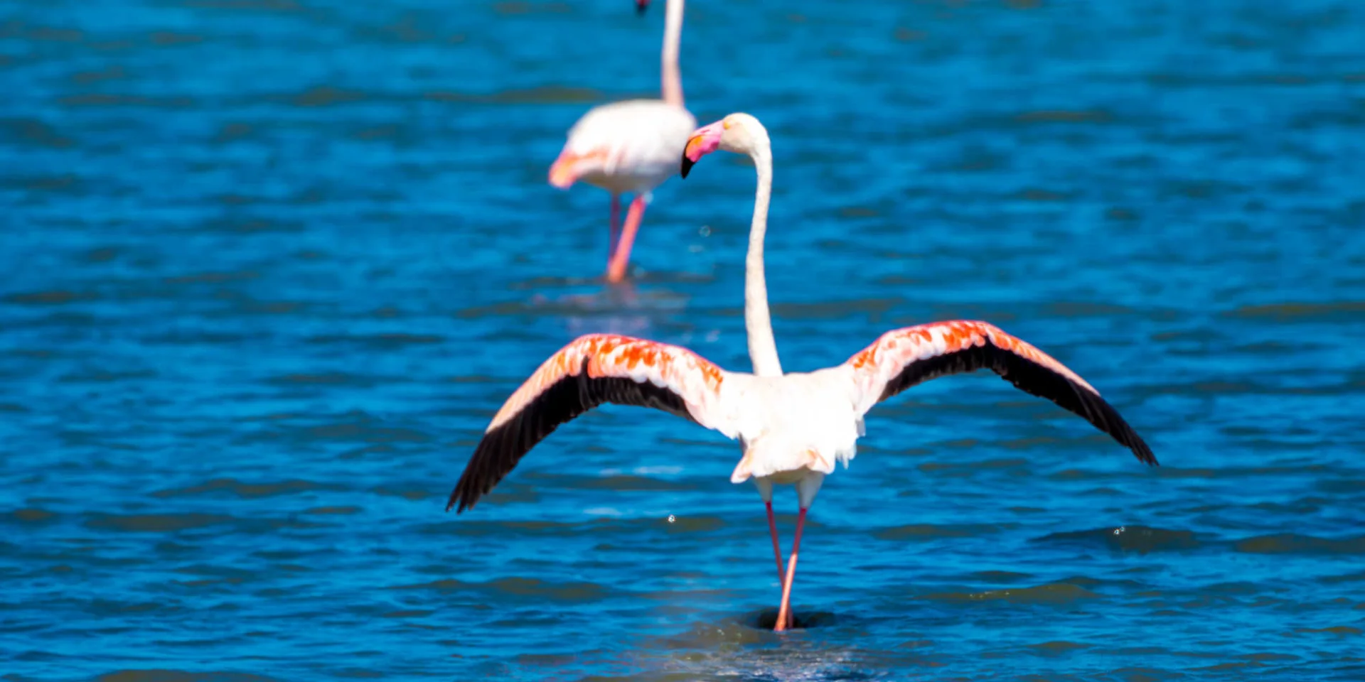 Deux flamants roses de dos les pattes dans l'eau sur la presqu'île de Giens