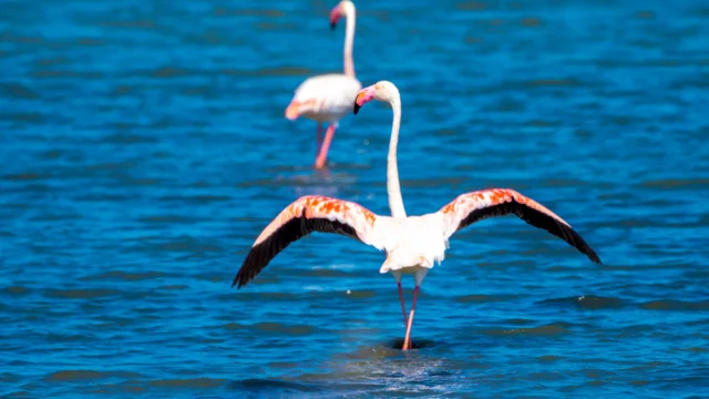 Rosa Flamingo Presquile De Giens Jsayegh