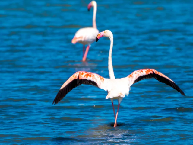 Deux flamants roses de dos les pattes dans l'eau sur la presqu'île de Giens