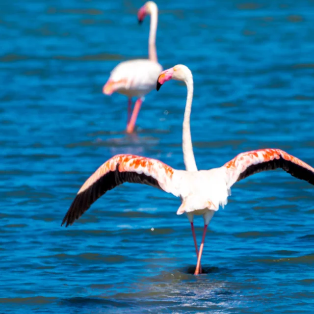 Deux flamants roses de dos les pattes dans l'eau sur la presqu'île de Giens