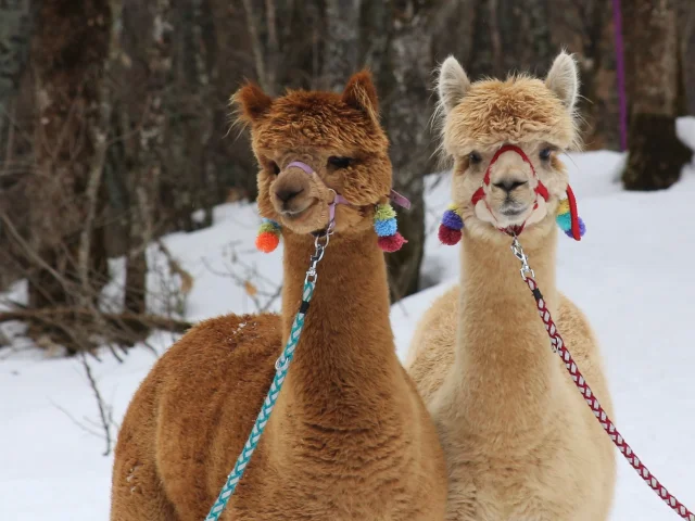 Alpagaga - Pelvoux-Vallouise