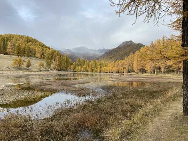 Autumn panorama and larch trees at Lake Roue in Arvieux in Queyras