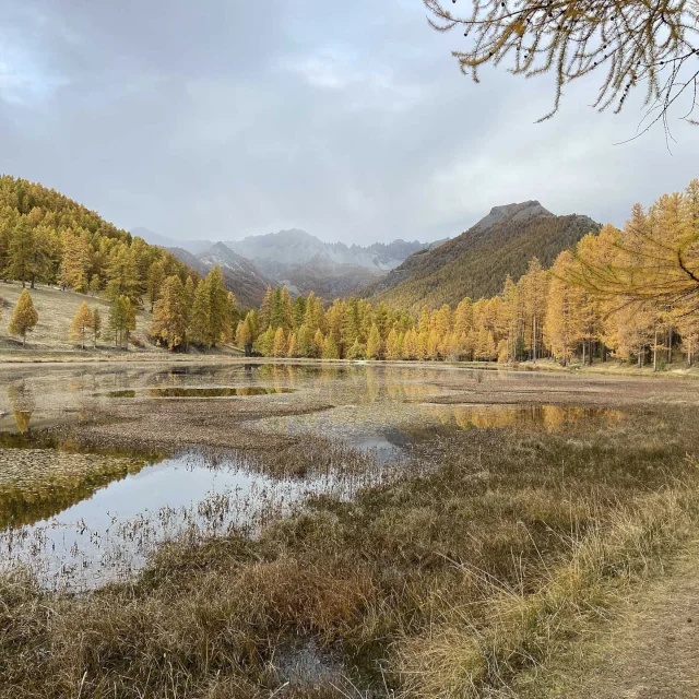 Herbstpanorama und Lärchen am Lac de Roue in Arvieux im Queyras
