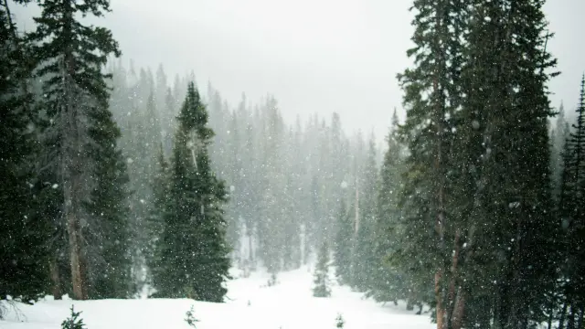 Forest of fir trees under mist and snow