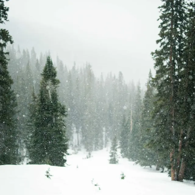 Forêt de sapins sous la brume et la neige
