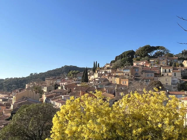 Mimosas en fleurs et vue panoramique sur le village de Bormes-les-Mimosas