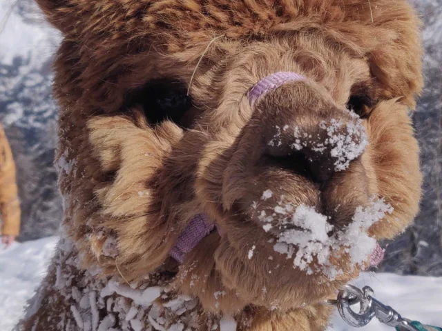 Gros plan sur un alpaga par temps de neige