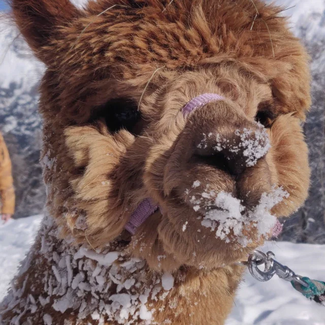 Close-up on an alpaca