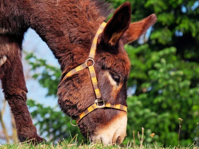 A donkey is grazing on grass