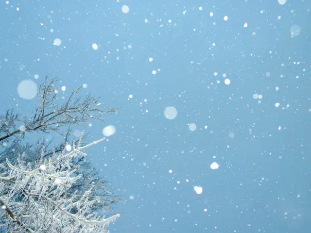Schneeflocken fallen auf die Tannenspitzen