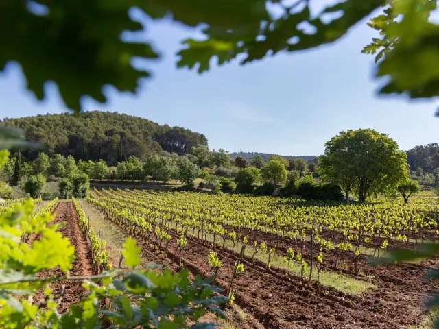 Bastide Domaine Le Clos d'Alari Saint-Antonin-du-Var Var Provence