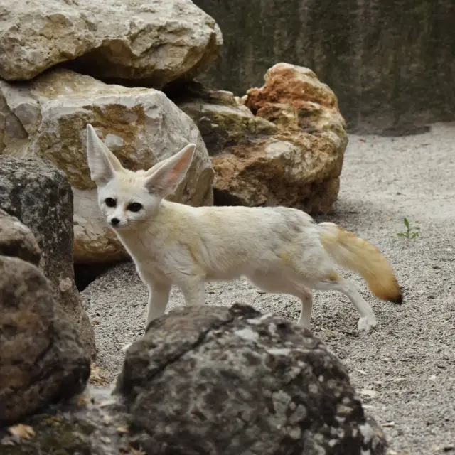 Fennec au zoo de Fréjus