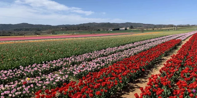 Tulipes à Lurs